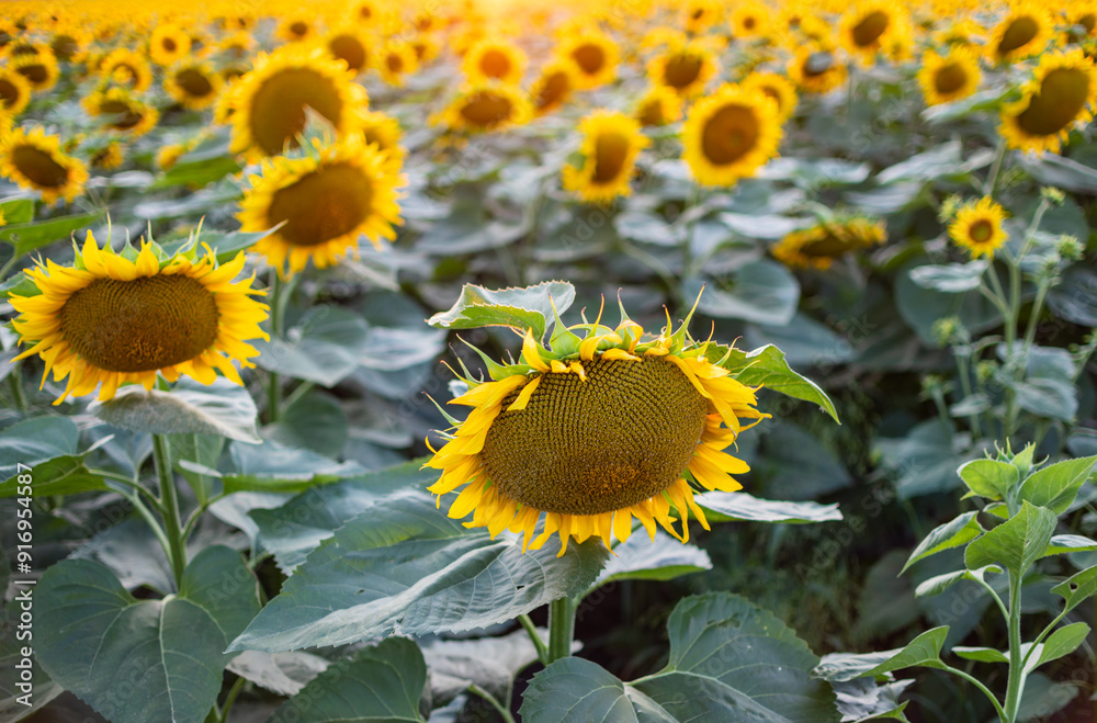 Fototapeta premium Beautiful sunflower field with bright flowers