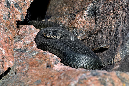 Grass snake basking in the rock crevise photo