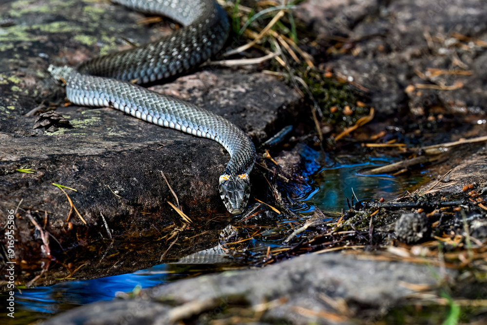 Obraz premium Grass snake drinking water