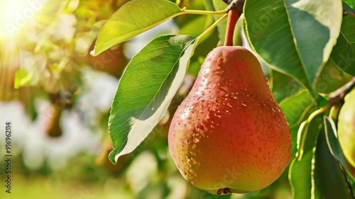 Ripe Juicy Pear on a Tree on a Sunny Day, Vibrant and Fresh, Harvest Season