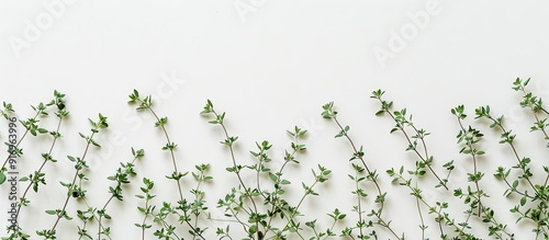 Fresh thyme spice isolated ...