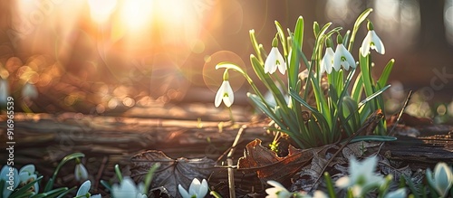 Lovely snowdrops on a rustic wood background The first spring blooms in a forest The onset of spring in a woodland Wildflowers on a wooden backdrop Spring theme. with copy space image photo