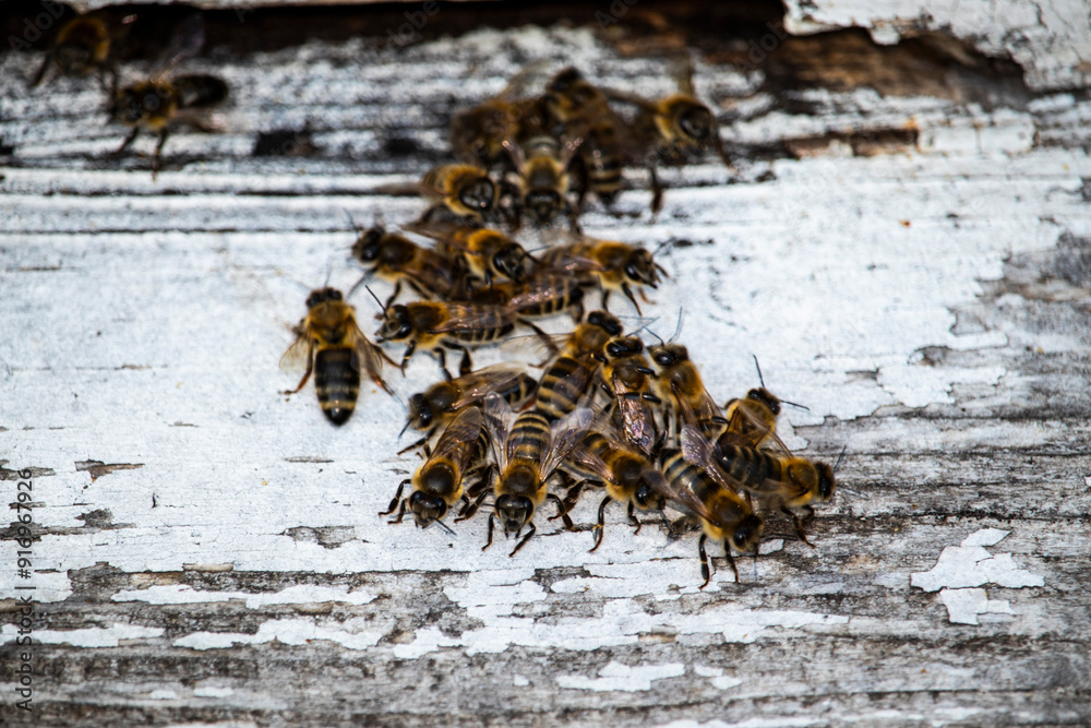 A close-up view of a group of honeybees clustered together on a weathered, white-painted wooden surface. The bees are busily interacting, highlighting the communal nature of their behavior. The worn t A close-up view of a group of honeybees clustered together on a weathered, white-painted wooden surface. The bees are busily interacting, highlighting the communal nature of their behavior. The worn t