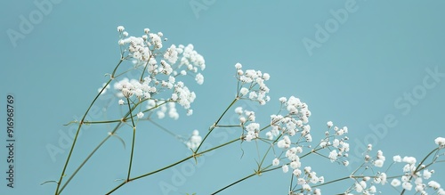 Small white Gypsophila flow...