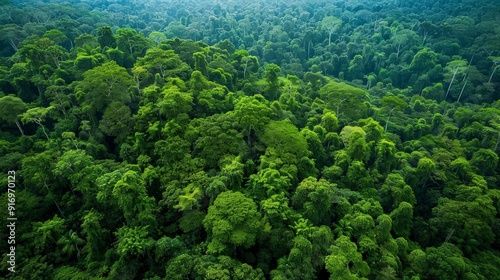 Describe the process of forest ecosystem restoration. What techniques are used to restore degraded forests and enhance their ecological functions