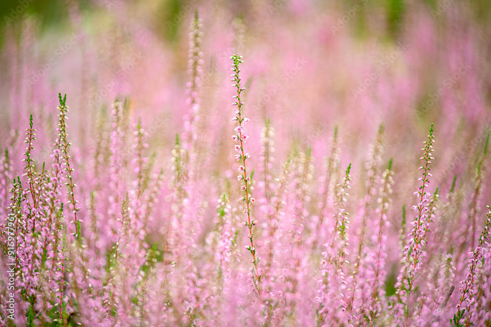 Obraz premium Lush bloom of delicate twigs of lilac heather in the forest. close up