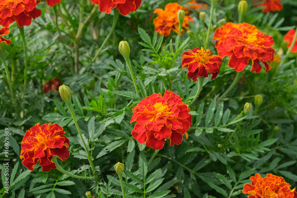 Bright marigold flowers growing in the garden. Red marigold flower blooming in a flowerbed. Green Leaves. Natural Flora. Blooming greenery. Bright marigold flowers growing in the garden. Red marigold flower blooming in a flowerbed. Green Leaves. Natural Flora. Blooming greenery.