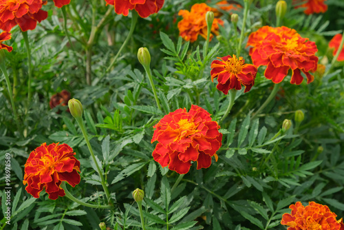 Bright marigold flowers growing in the garden. Red marigold flower blooming in a flowerbed. Green Leaves. Natural Flora. Blooming greenery. 