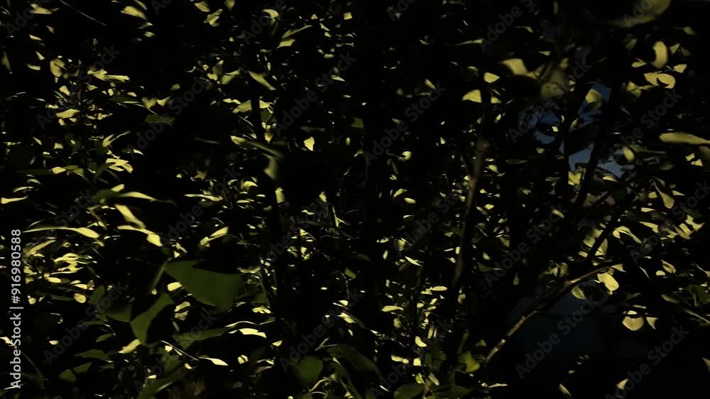 Shrub, branches, tree with leaves at night with lights. Green leaves at night,plant with leaves. Shrub, branches, tree with leaves at night with lights. Green leaves at night,plant with leaves.