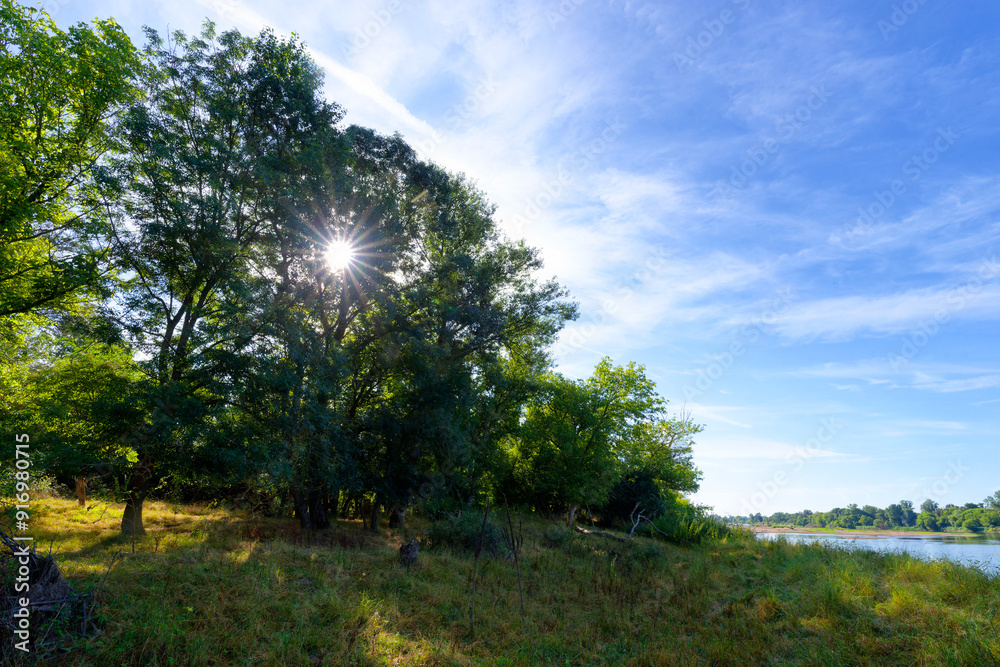 Obraz premium Alluvial forest and Loire river in the preserved natural site of Bonny islands