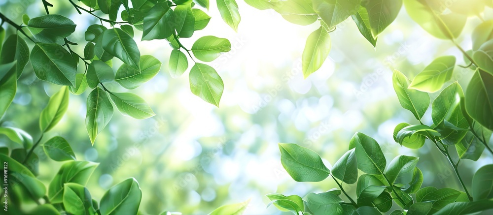 Green leaves surrounding copy space image on a sunny backdrop Green leaves surrounding copy space image on a sunny backdrop