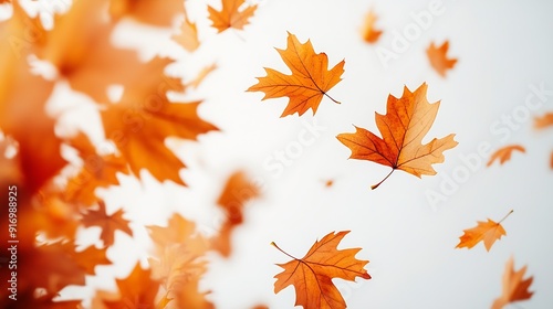 Flying maple leaves on a white background : Generative AI