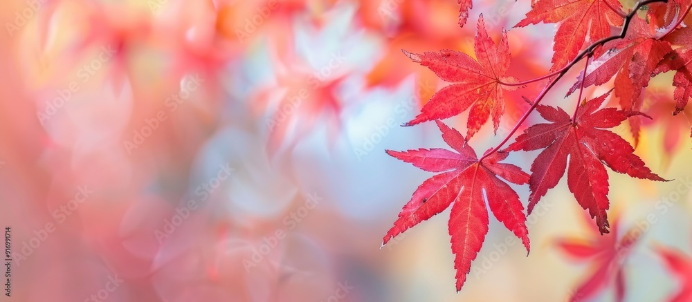 Nature background featuring red maple leaves in autumn on a blurred background with copy space image Nature background featuring red maple leaves in autumn on a blurred background with copy space image