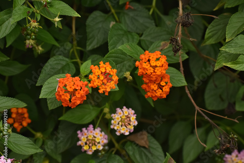 A closeup picture of beautiful orange flowers called Lantana camara which is native to American region