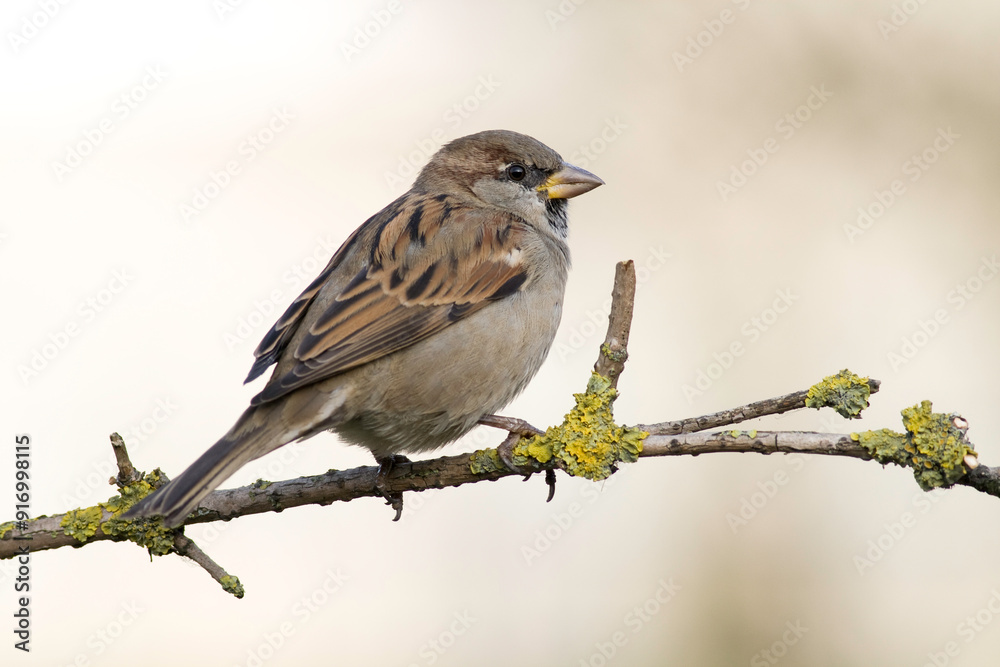 Bird - House sparrow Passer domesticus sitting on the branch Bird - House sparrow Passer domesticus sitting on the branch
