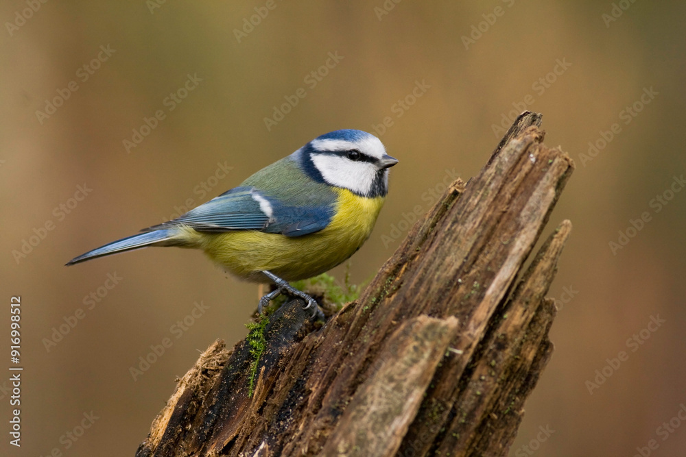 Bird - Blue Tit ( Cyanistes caeruleus ) perched on tree winter time small bird on blurred background Bird - Blue Tit ( Cyanistes caeruleus ) perched on tree winter time small bird on blurred background