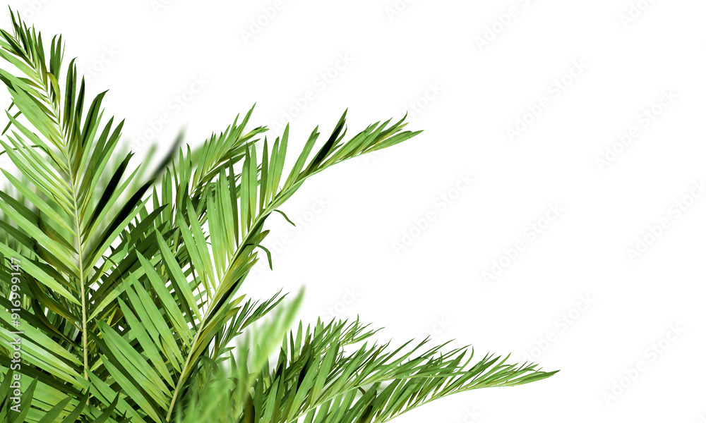 Palm tree leaves isolated on white Palm tree leaves isolated on white