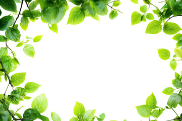 green leafy border isolated background transparent png