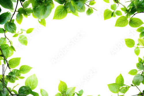 green leafy border isolated background transparent png