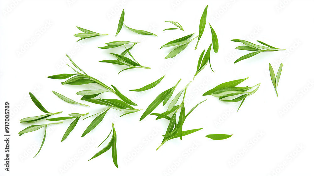 tarragon leaves isolated on white background tarragon leaves isolated on white background