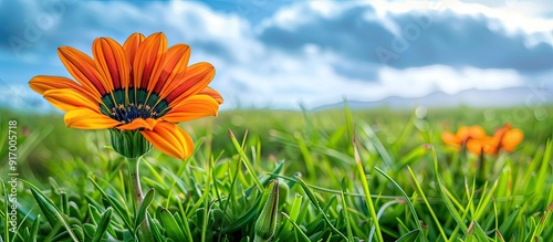 An orange gazania flower set against a lush green field offers a picturesque view with ample copy space image photo