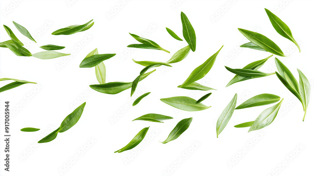 tarragon leaves isolated on white background tarragon leaves isolated on white background