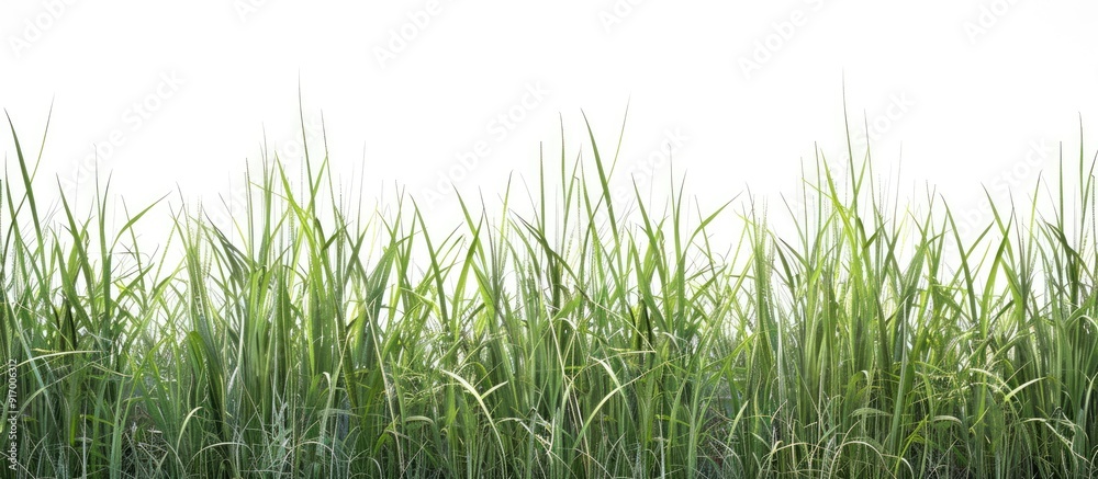Obraz premium Green tall grass cut out displaying detailed blades and natural texture on a white background with clipping paths showcasing nature s beauty in a copy space image