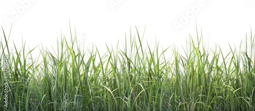 Green tall grass cut out displaying detailed blades and natural texture on a white background with clipping paths showcasing nature s beauty in a copy space image