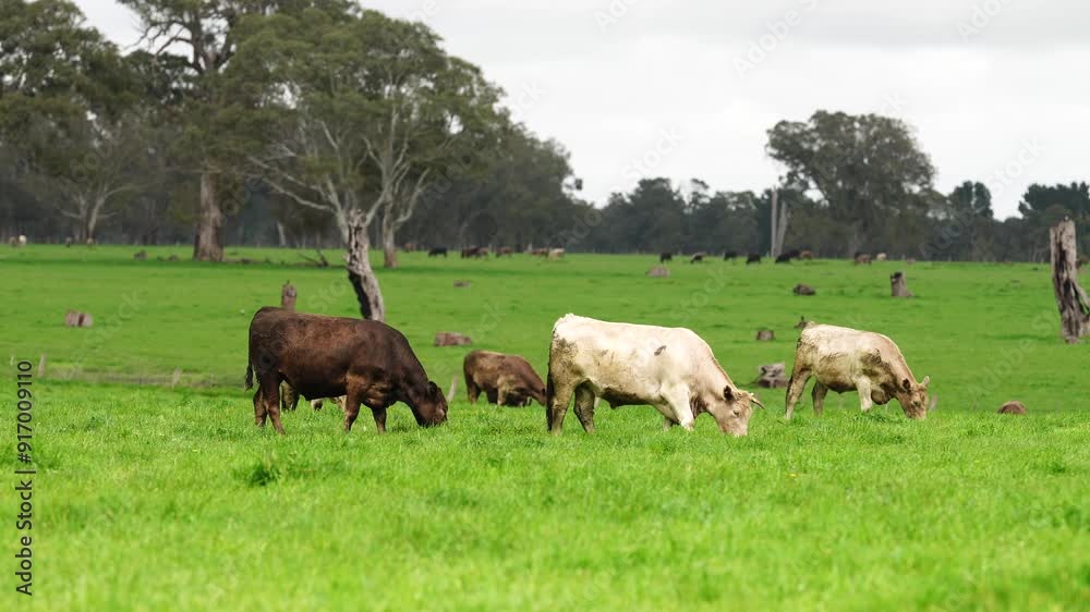 regenerative agriculture on a farm in australia, growing soil microbes
regenerative agriculture on a farm in australia, growing soil microbes