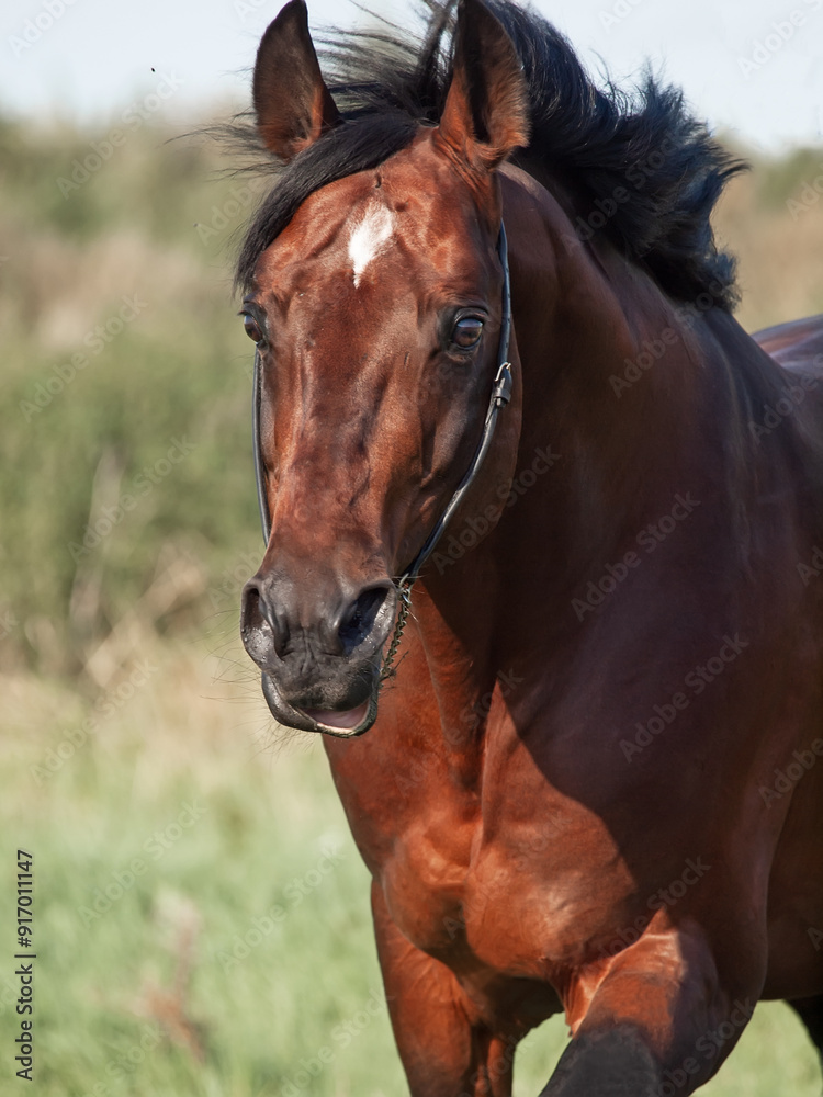 portrait of beautiful running bay sportive stallion in summer field. close up portrait of beautiful running bay sportive stallion in summer field. close up