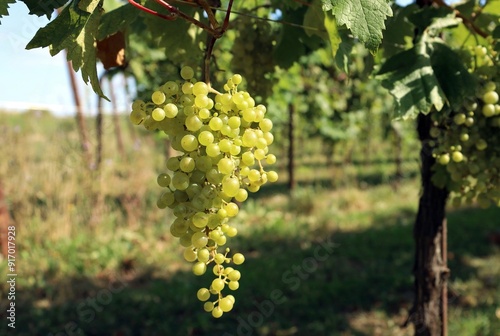 Wallpaper Mural Glera grape ripening on vine. It is the variety of grape from which Prosecco is produced Torontodigital.ca