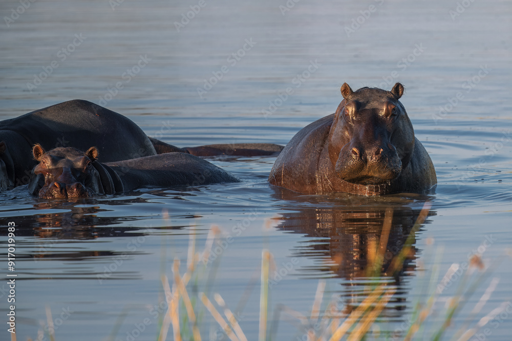 Hippopotamus in the Okavanga Delta in Botswana. An aggressive hippo bull shows dominant behaviour Hippopotamus in the Okavanga Delta in Botswana. An aggressive hippo bull shows dominant behaviour