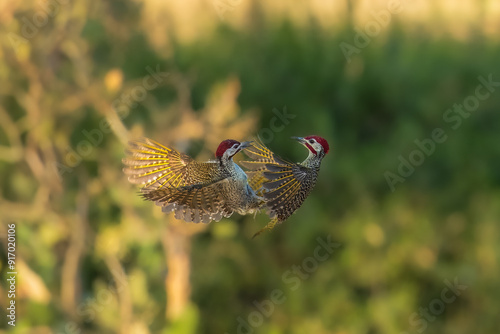 Mating Bennett's woodpecker in Moremi game reserve Africa ; Specie Campethera bennettii family of picidae, Botswana photo