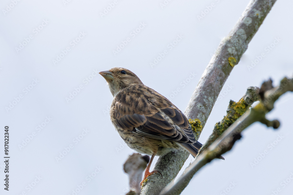 Female Linnet (Linaria cannabina) in Turvey Nature Reserve, Dublin, Ireland Female Linnet (Linaria cannabina) in Turvey Nature Reserve, Dublin, Ireland