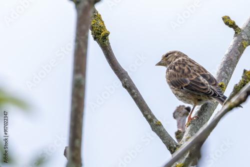 Female Linnet (Linaria cannabina) in Turvey Nature Reserve, Dublin, Ireland photo