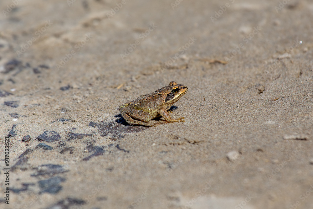 Common Frog (Rana temporaria) on Bull Island, Clontarf, Dublin, Ireland Common Frog (Rana temporaria) on Bull Island, Clontarf, Dublin, Ireland