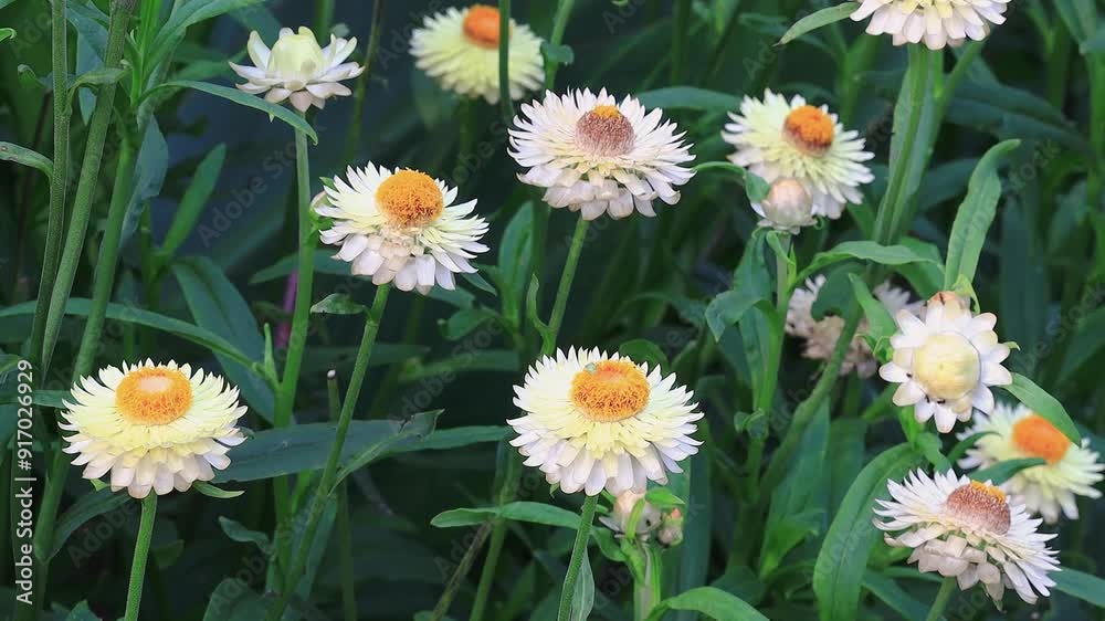 Xerochrysum bracteatum flowers swaying by the wind in wild forest.Beautiful leaf form,swing stem shape view. Sun Moon Lake National Scenic Area,Taiwan.Real time.4K. High angle view. High quality vid
Xerochrysum bracteatum flowers swaying by the wind in wild forest.Beautiful leaf form,swing stem shape view. Sun Moon Lake National Scenic Area,Taiwan.Real time.4K. High angle view. High quality vid
