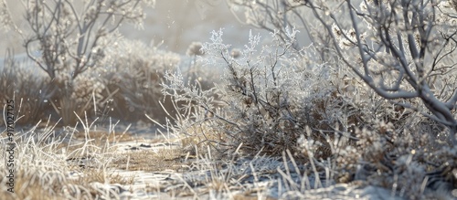 Deciduous grass branches and bushes with icy crust after freezing rain create a picturesque background in this copy space image