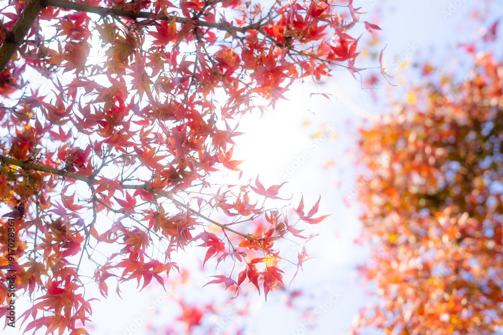 Fototapeta premium もみじ