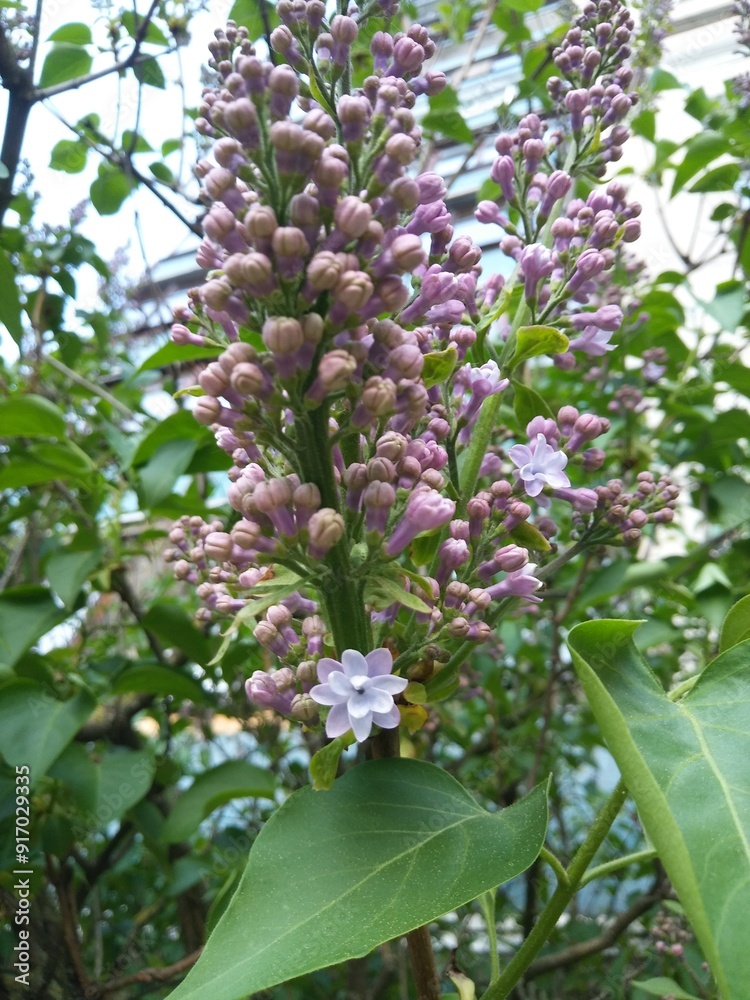 Naklejka premium pink and white lilac