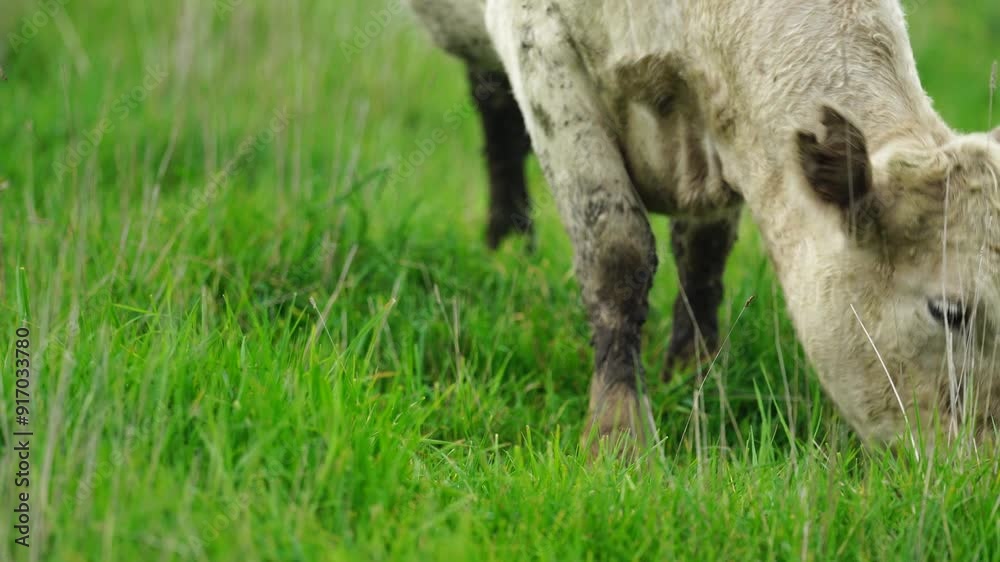 beautiful cattle in Australia eating grass, grazing on pasture. Herd of cows free range beef being regenerative raised on an agricultural farm. Sustainable farming
beautiful cattle in Australia eating grass, grazing on pasture. Herd of cows free range beef being regenerative raised on an agricultural farm. Sustainable farming
