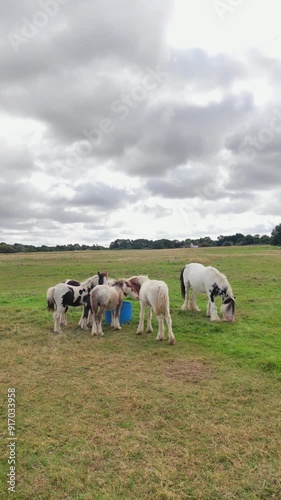 Horse family drinking water in nature, vertical video capturing a serene moment. photo