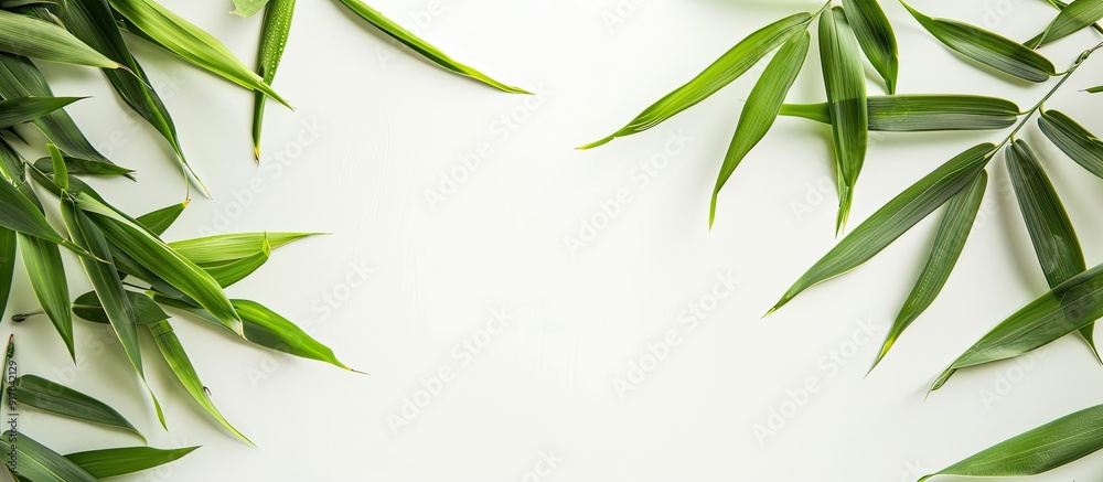Fototapeta premium Bamboo leaves in green against a white backdrop offering copy space image