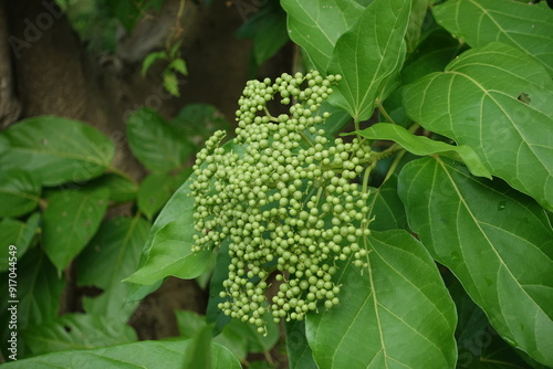 Macaranga tanarius. photo