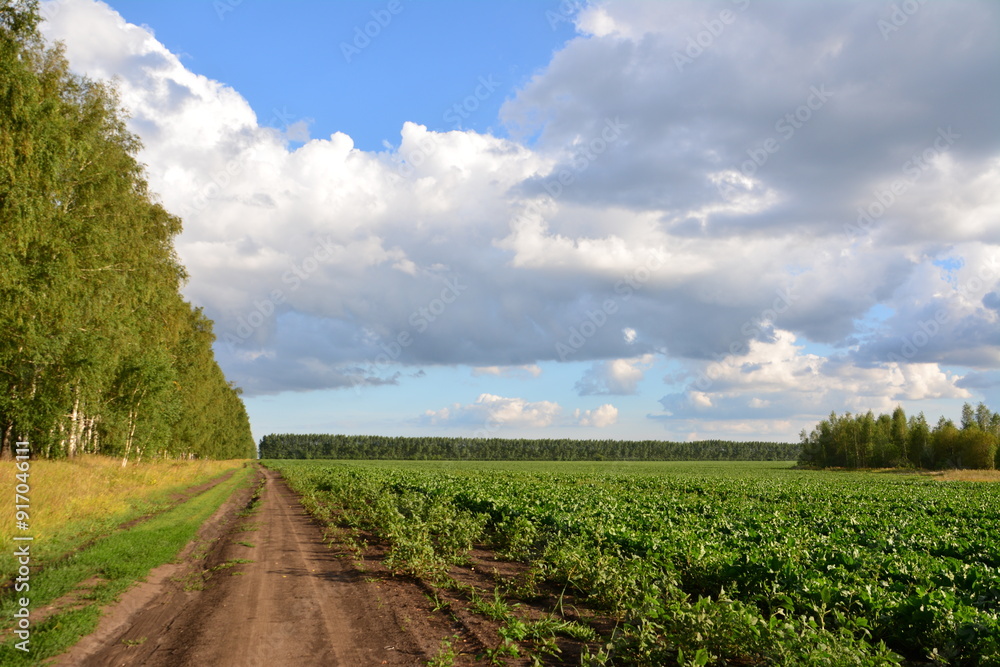 a dirt road with an agricultural field and a cloudy sky with a forest in background