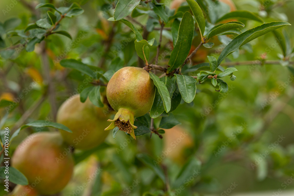 Ripe pomegranate fruit on the tree which looks very beautiful. Ripe pomegranate fruit on the tree which looks very beautiful.