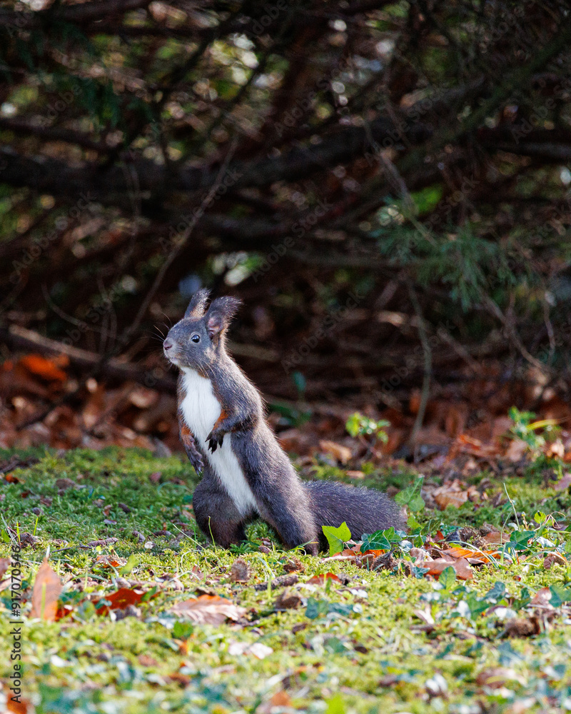Obraz premium squirrel in the forest