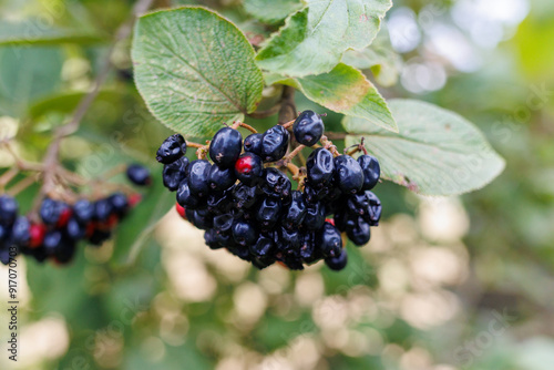 blackberry on the bush