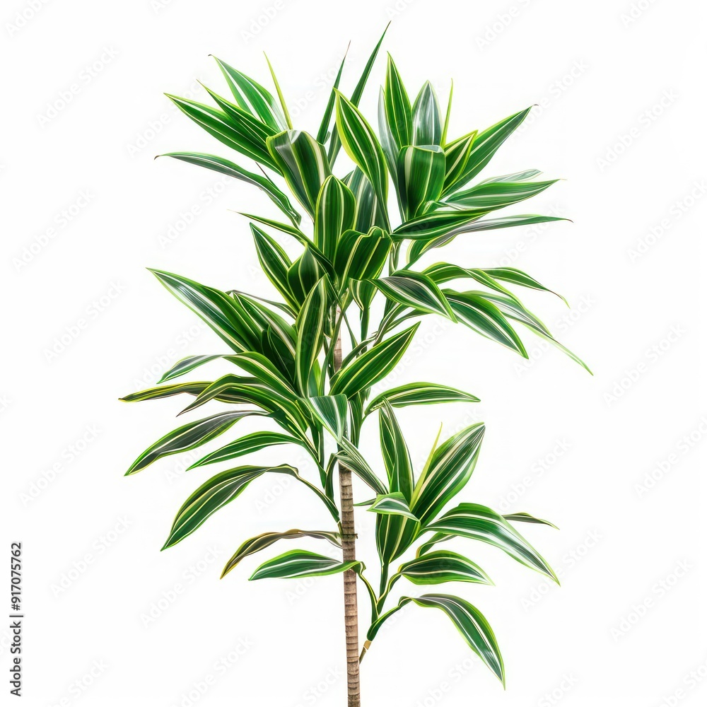 Fototapeta premium Green plant with white stripes on leaves.