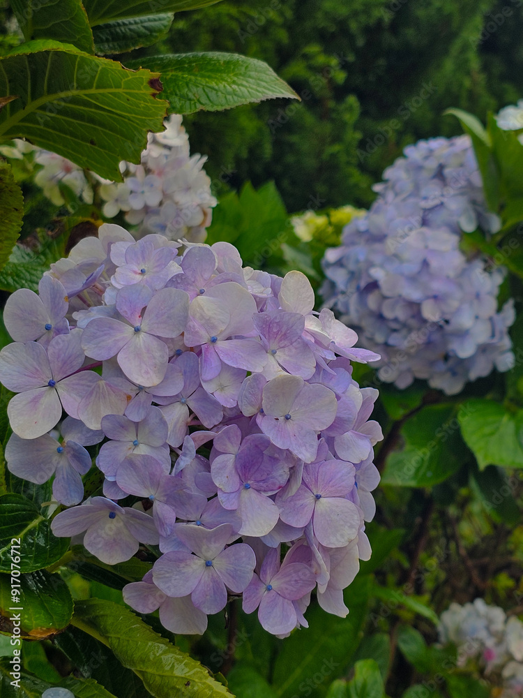 Hydrangeas 